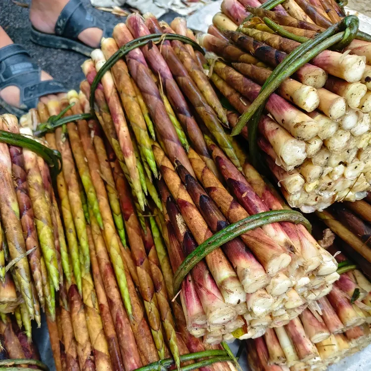 贵州丹寨新鲜带壳八月笋现摘现发野生美味竹笋