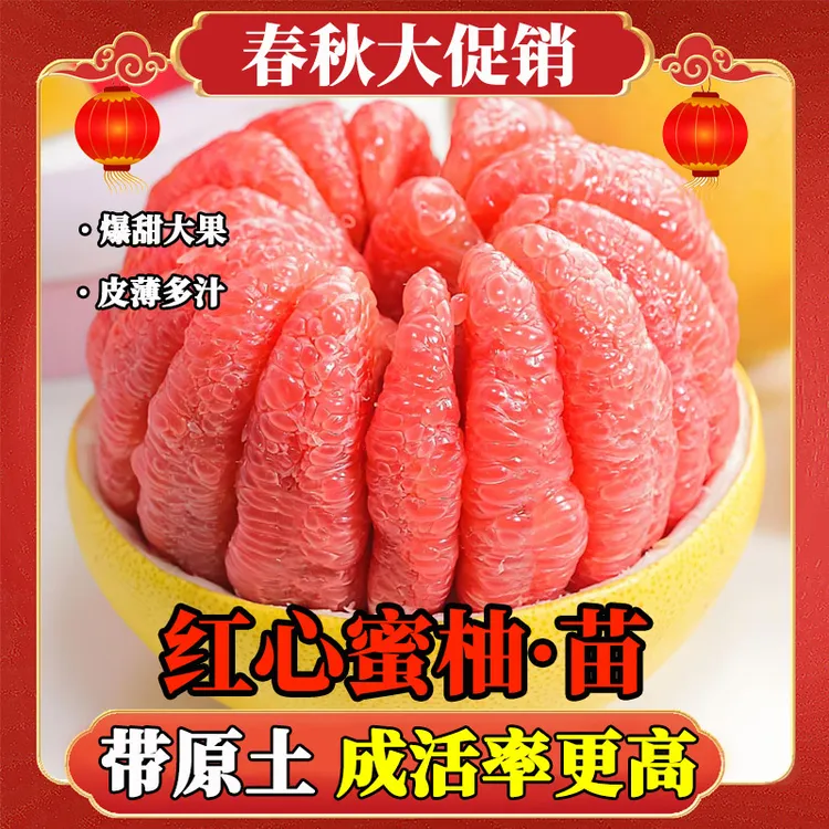 【红心蜜柚苗】带土带叶正宗嫁接苗柚子果树苗盆栽地栽阳台庭院种植