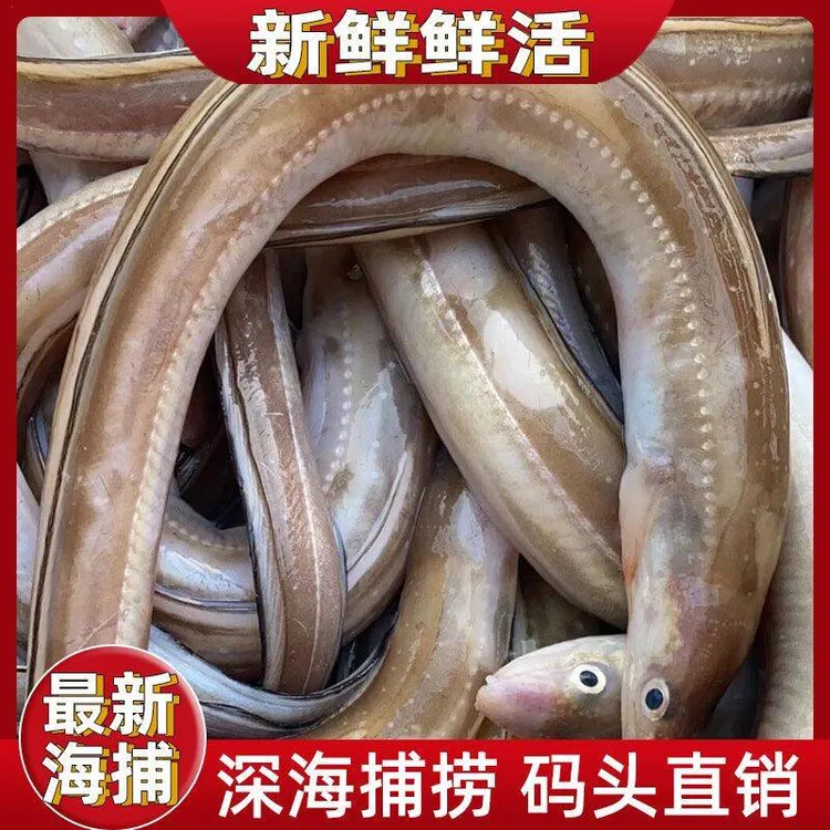 大连野生海捕七星鳗鱼海鳝鱼新鲜冷冻4斤非鳗鱼段鳗鱼饭食材包邮