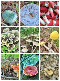 3【S-X】净含量：1g-15g【阿忠现收现卖】菌