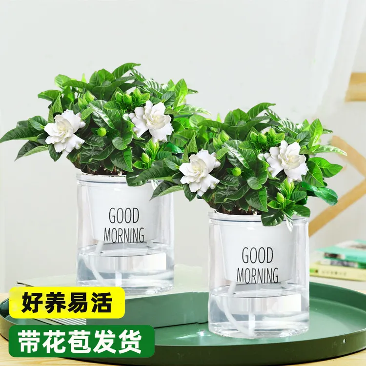 栀子花开花植物易养浓香室内简易杯绿色美观盆景盆栽