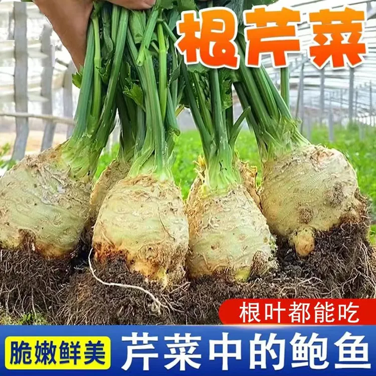 【根芹种子】根芹种子块芹根芹洋芹球塘蒿蔬菜莱种籽高产四季种子