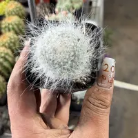 雪原玉翁单头发货有根