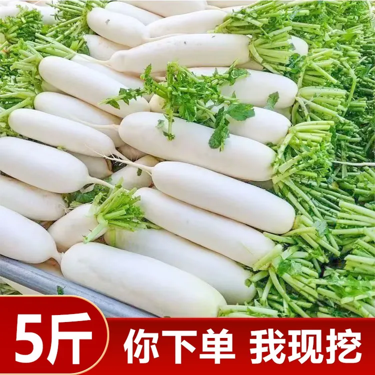 高山现挖现发新鲜白萝卜蔬菜农家脆甜白萝卜腌菜泡菜洗净不带泥