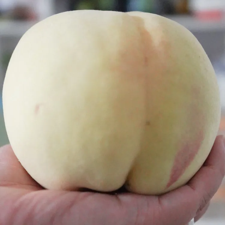 山东特产山东肥桃肥城桃桃子肥城肥桃大桃子脆甜桃新鲜采摘包邮