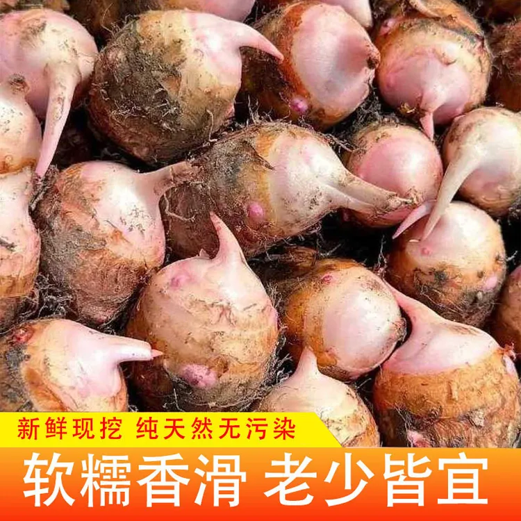 【贵州红芽芋头】毛芋小芋头牛奶芋奶软糯香粉2025新鲜蔬菜现挖香芋