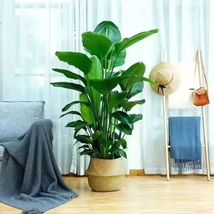正宗天堂鸟绿植室内盆栽客厅办公室卧室阳台四季常青净化空气好花