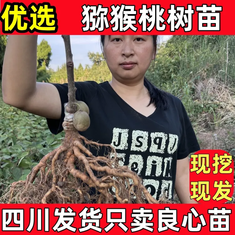 四川猕猴桃树苗南方种植果树软枣子树苗嫁接红心猕猴桃苗嫁接苗木