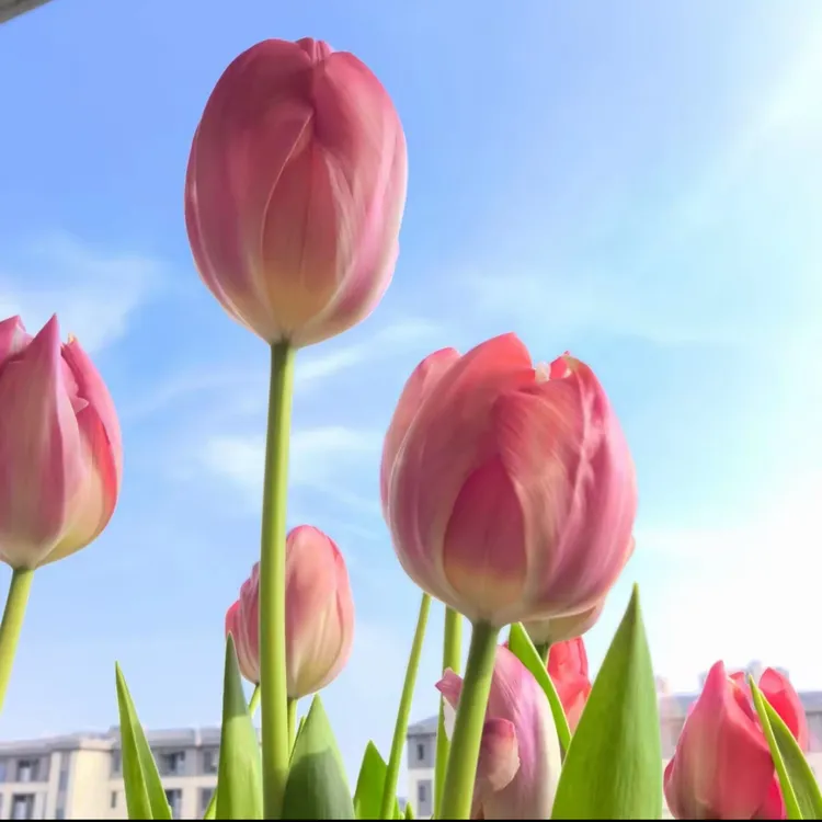 重瓣稀有品种郁金香花种水培进口5度球多色郁金香种球种子水培