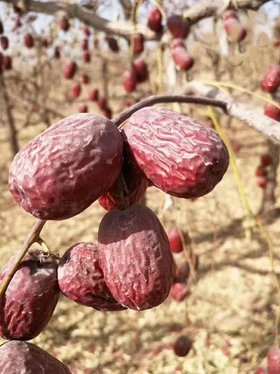 新疆原生态灰枣吊干枣核小皮薄枣香浓郁