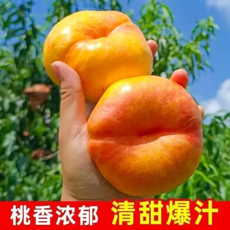 山东蒙阴黄金油蟠桃 蜜桃无桃毛彩虹蟠盘桃应季新鲜甜水果3/4.5斤