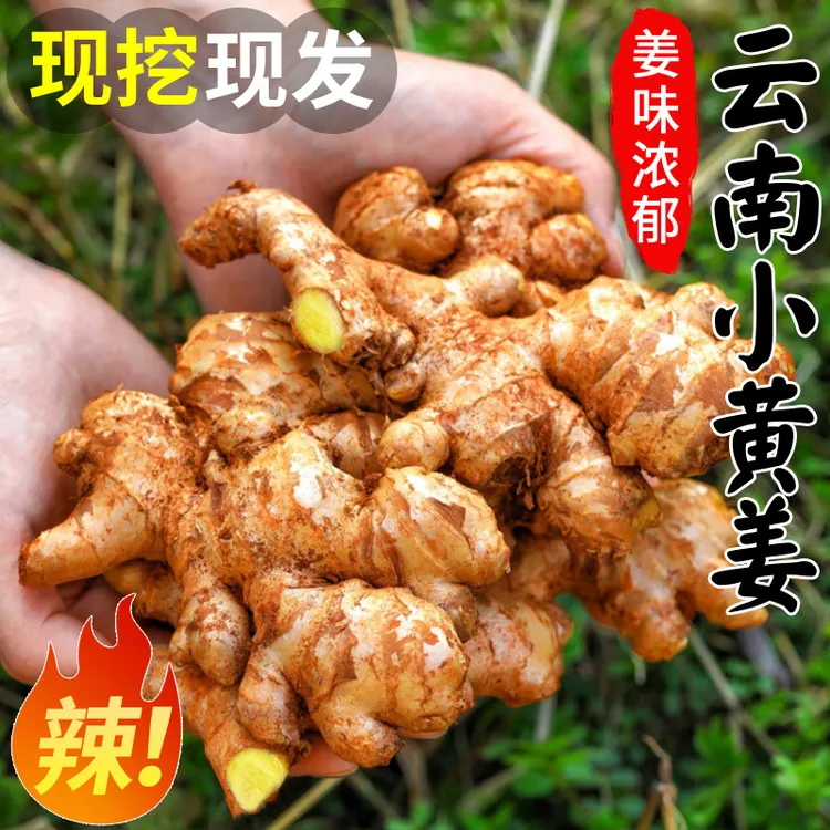 【5斤亏本助农】云南小黄姜新鲜现挖老嫩姜辣应季新鲜蔬菜农家自种