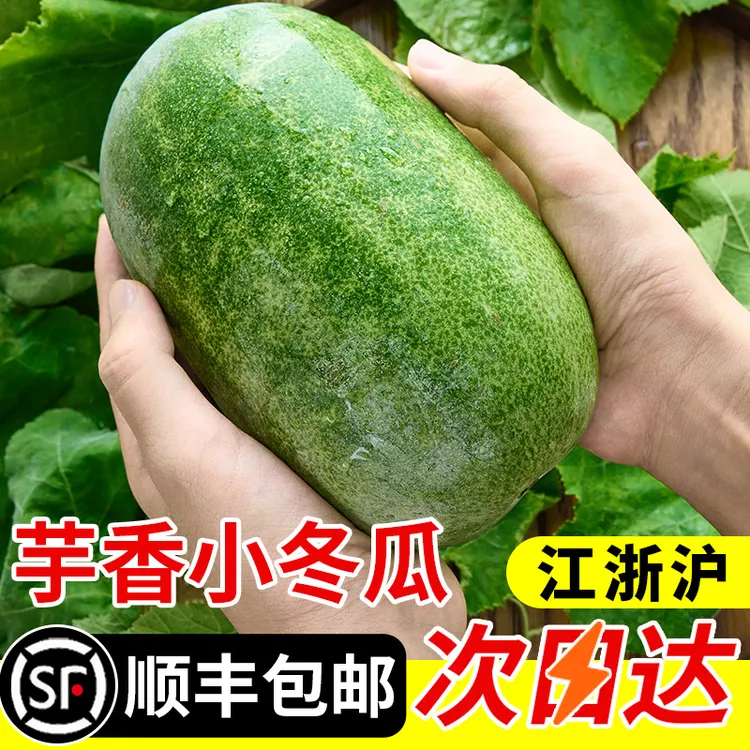新鲜现发临安天目芋香小冬瓜农家时令新鲜蔬菜口感清脆芋香冬瓜