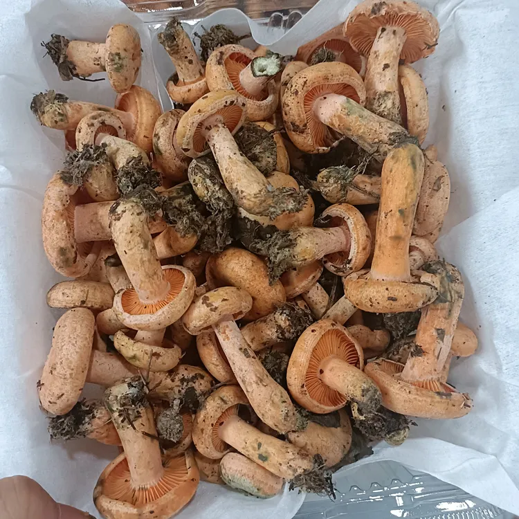 小小扣黄枞菌 谷熟菌 新鲜直发 顺丰直发
