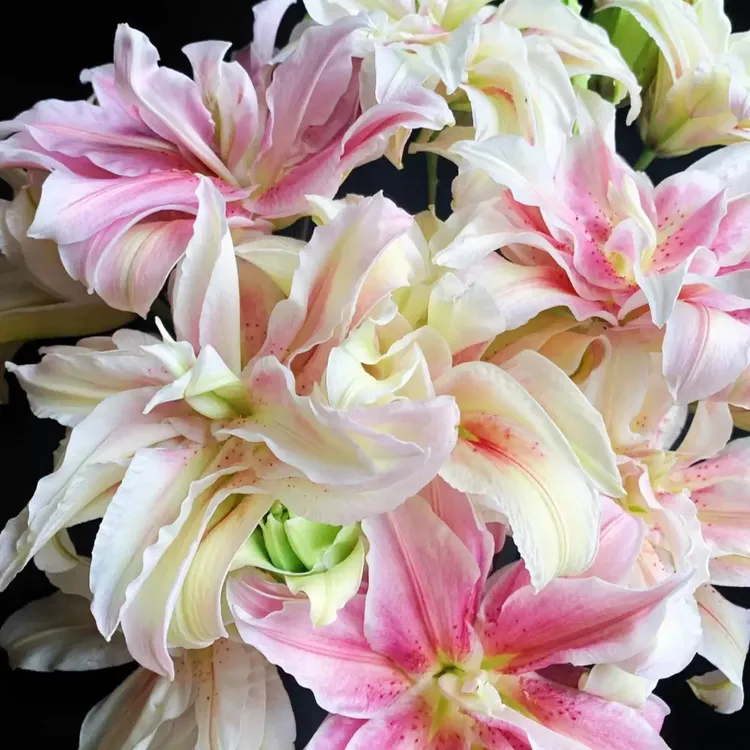 sonny 重瓣香水百合12/14规格3个种球