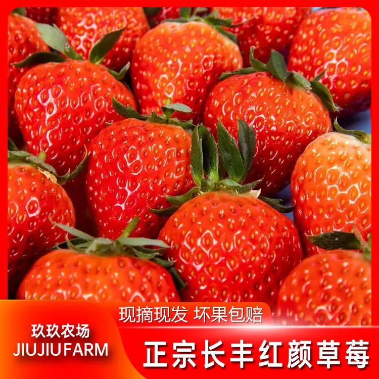 正宗长丰红颜草莓1.8/2.8斤装产地现摘新鲜水果
