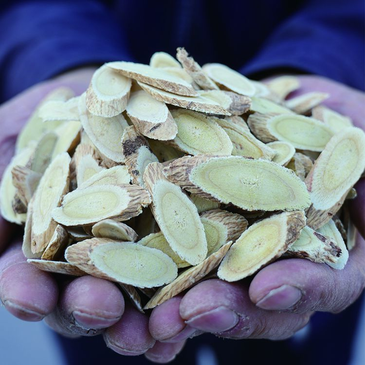 【双11狂欢】正宗甘肃陇西黄芪片无熏无染原产地冷藏储存试吃10g