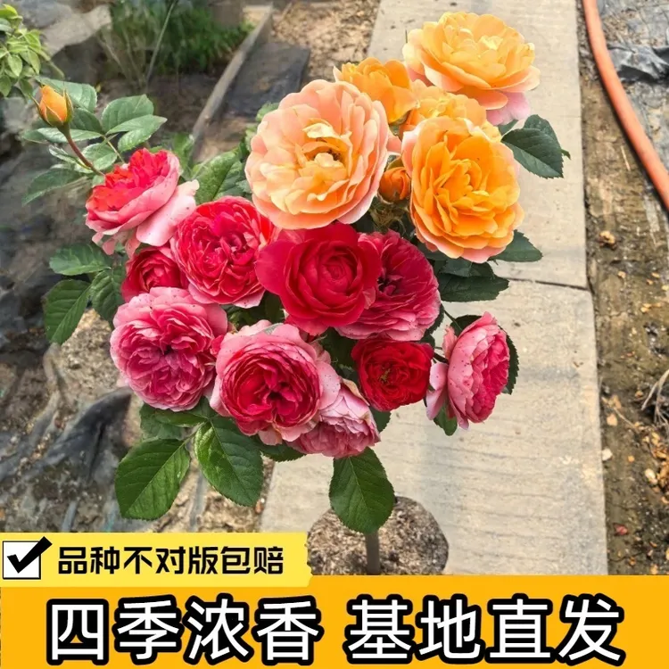精品月季棒棒糖大花浓香型四季开花产地直发