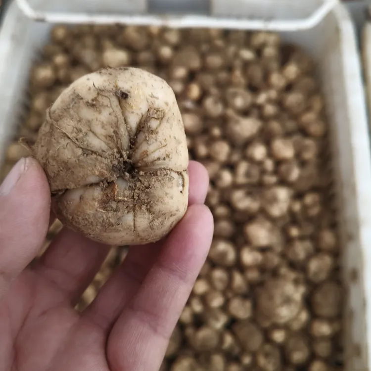 高山贝母种子一分地试种