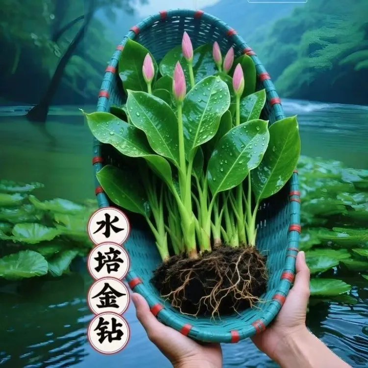 新品金钻绿公主室内土培水培四季常青好养活（去甲醛净化空气）绿植