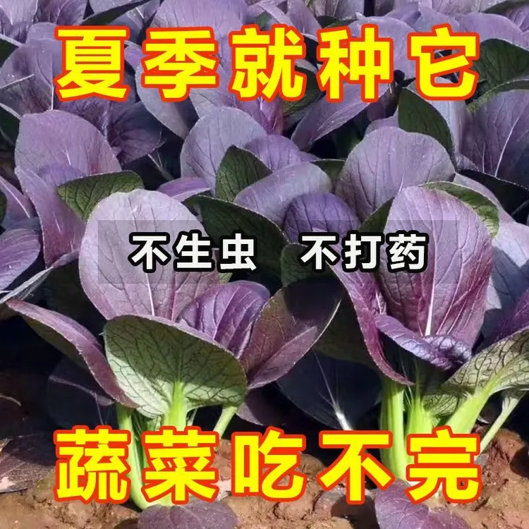 【任选5包包邮】紫油菜种子紫色上海青小青菜种子夏季耐热耐高温