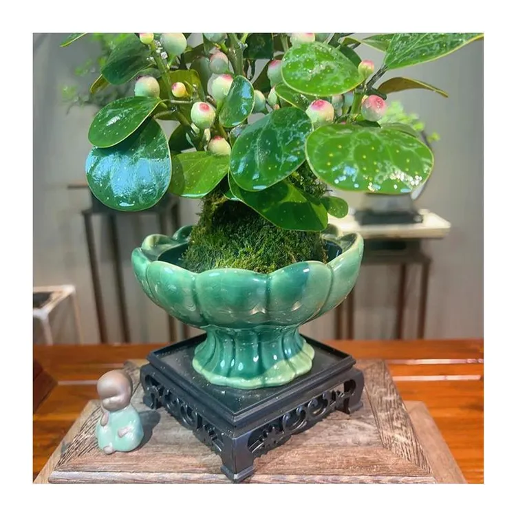 小盼菩提树禅意盆栽植物室内桌面四季客厅观叶办公室绿植盆景JY商品图