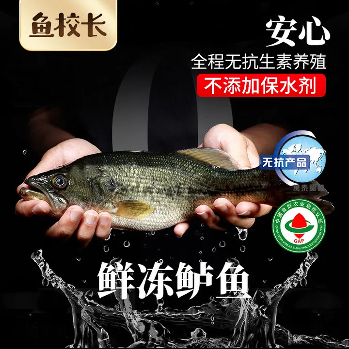 鱼校长【无抗养殖】淡水鲈鱼少刺鲜活宰杀不含保水剂新鲜冷冻免处理