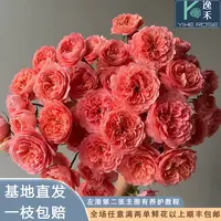 逸禾基地杏色果汁多头玫瑰鲜花基地直采直发2单顺丰包邮含保鲜剂