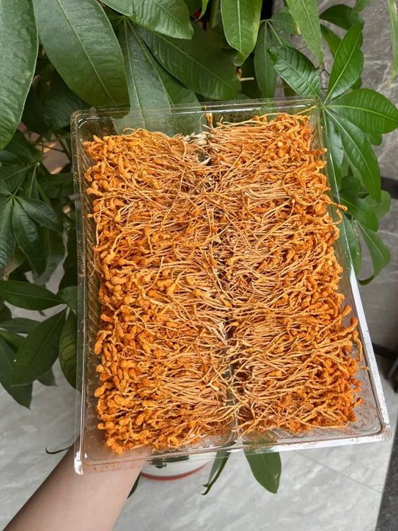 虫草花【源昌优选】
