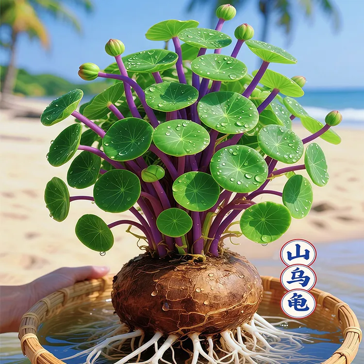 山乌龟爬藤植物水培绿植种球金不换盆栽红藤圆叶桌面花卉办公室
