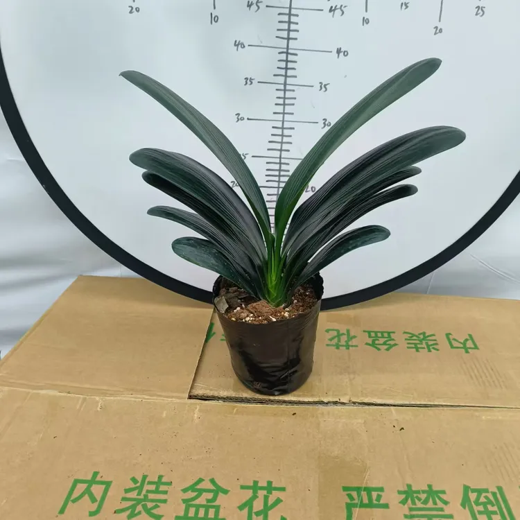 【华夏绿植仓专属】【君子兰】室内开花植物君子兰