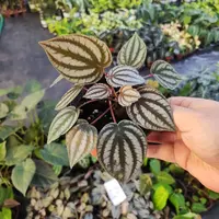 土拨鼠椒草室内观叶绿植耐阴好养趣味盆栽客厅阳台装饰