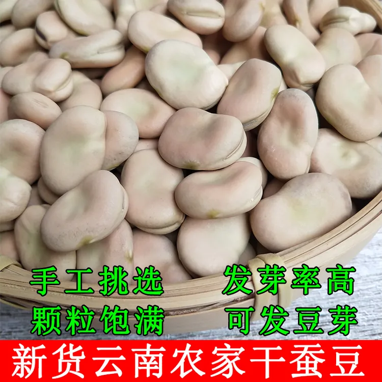 云南农家蚕豆散装干货罗汉豆胡豆老品种馋豆白皮生蚕豆可发芽豆子