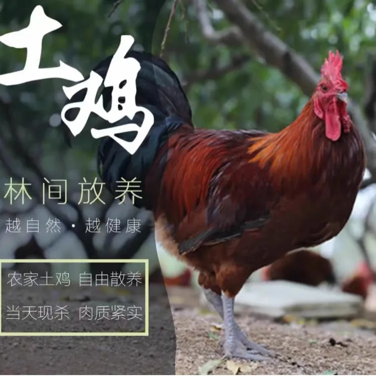 红色偏寨苗家血红毛农家散养土鸡5.5斤以上（顺丰包邮）