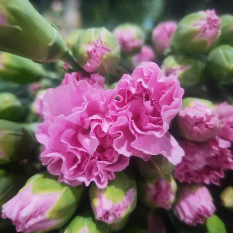 单头多头康乃馨云南基地鲜花可水养