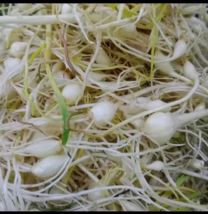 东北农家小根蒜（不怕冻）