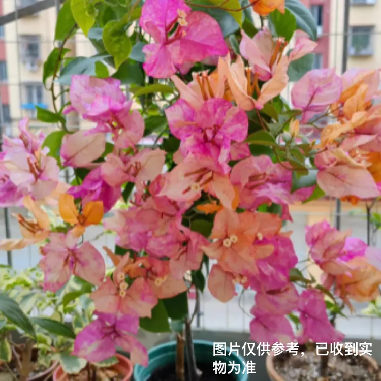 漳州新品垂丝三角梅(不带花)盆栽花苗易活庭院阳台爬藤