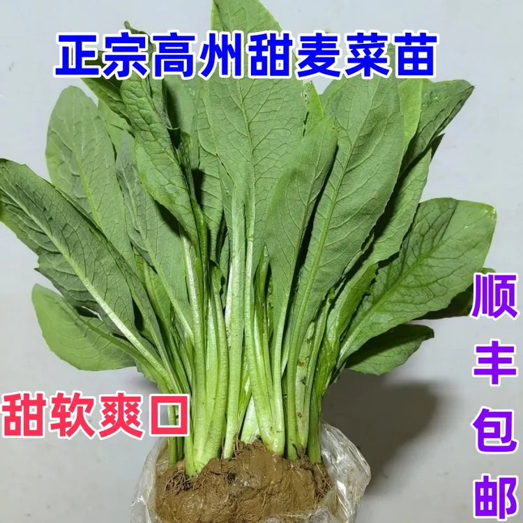 正宗高州甜麦菜秧苗四季盘栽甜软爽口大叶高产四季产地带泥发货