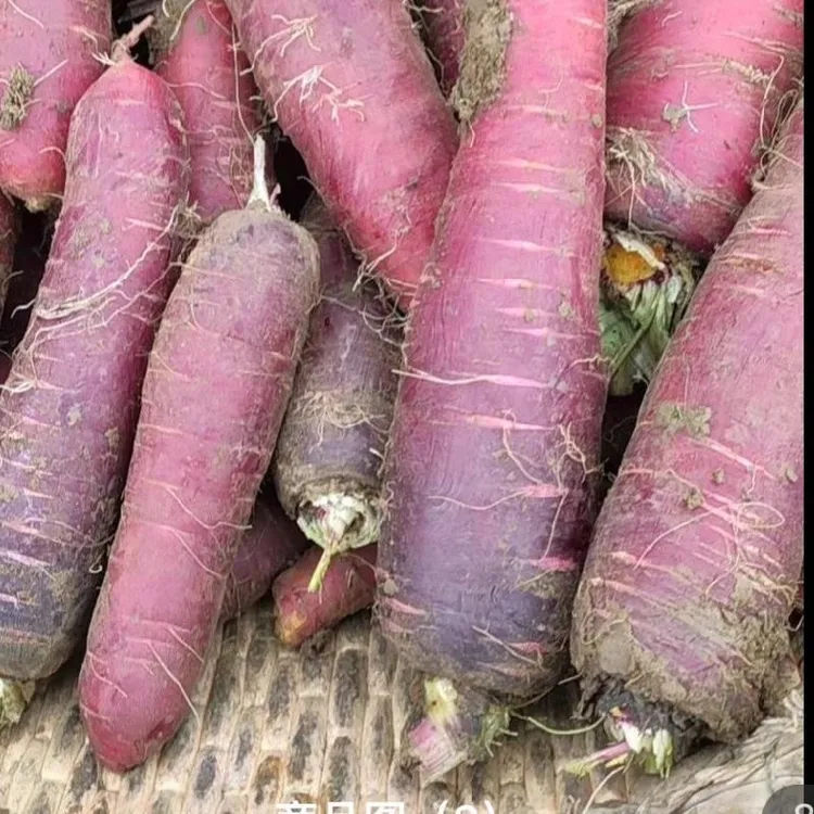 河南南阳新鲜现拔本地老胡萝卜红萝卜甜脆多汁炒菜吃软香蔬菜