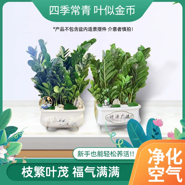 金钱树陶瓷盆四季常青绿植居家植物好养活园艺造景绿色装饰