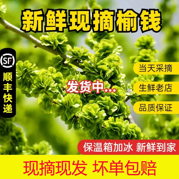 2025现摘现发新鲜榆钱儿榆钱儿榆串子野生榆钱串榆钱叶野菜窝窝头