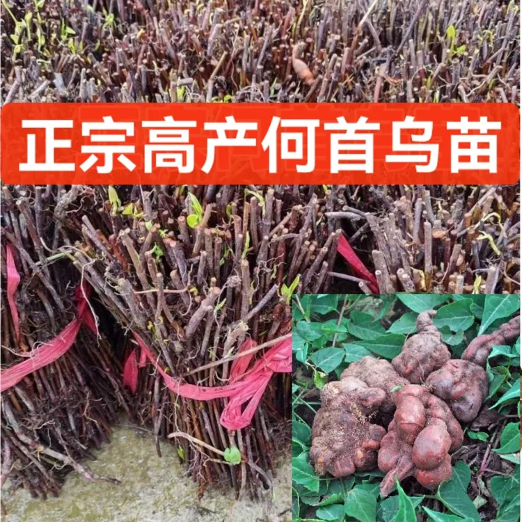 高产量改良大叶何首乌苗何首乌新鲜成活率高种苗何首乌苗