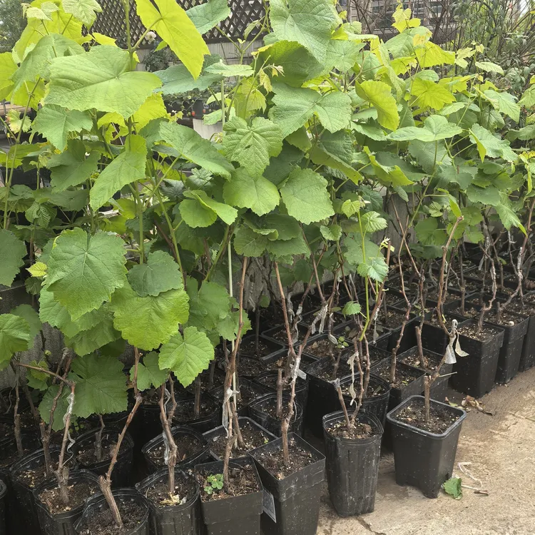 发顺丰盆栽带叶寒香蜜水晶玫瑰葡萄苗庭院爬藤南北方寒香蜜葡萄