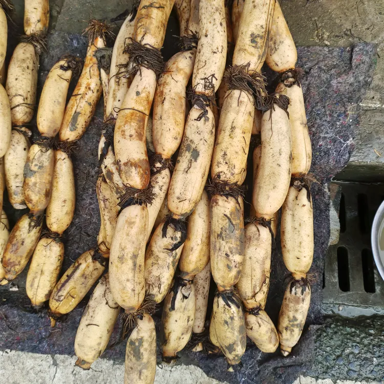 农家现挖粉莲藕，场地直销