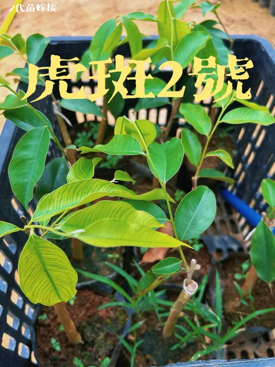 海南本地虎斑2号（沉香沉香树苗）