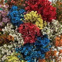 澳洲腊梅一扎【0度以下必须拍保温棉，冻坏不售后】