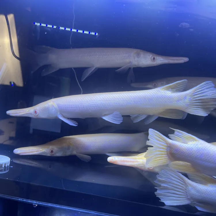 红眼黄化火箭鱼热带大型凶猛肉食观赏鱼鱼活体好养耐活