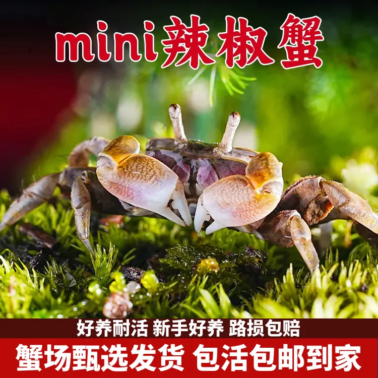 迷你辣椒蟹螃蟹爬宠微景观深水观赏蟹除藻清洁工具易活宠物活体