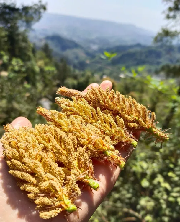 【富贵收山货】云南高原山货土特产 临时链接252g