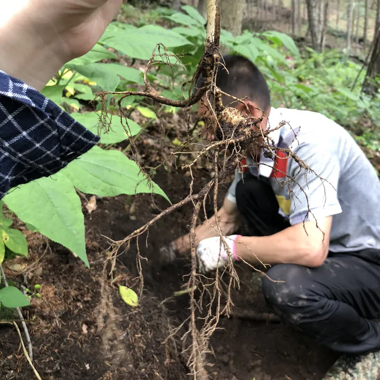 【直播链接】顺丰包邮 新鲜林下参野播籽产地直销